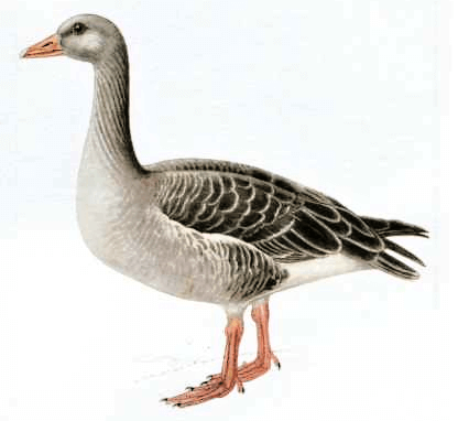 Husa velká
