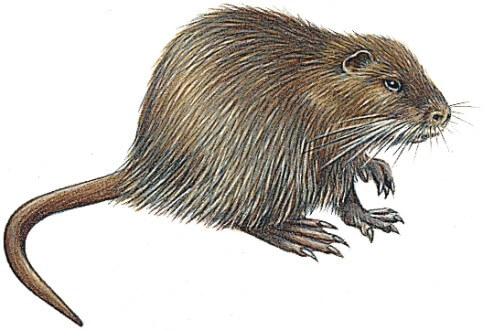 Nutrie říční