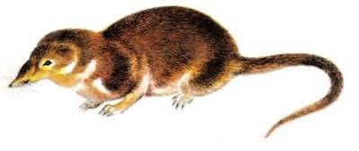 Rejsek obecný