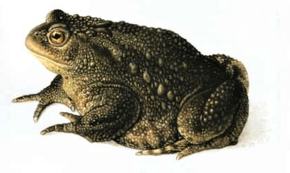 Ropucha obecná