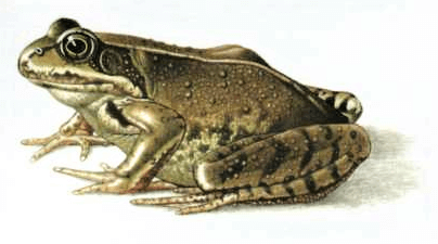 Skokan hnědý