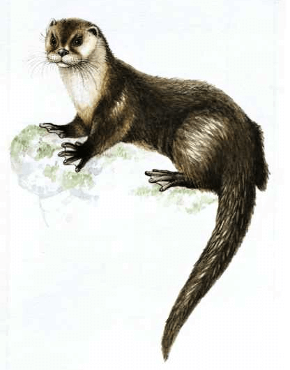 Vydra říční