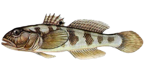 Hlaváč černoústý