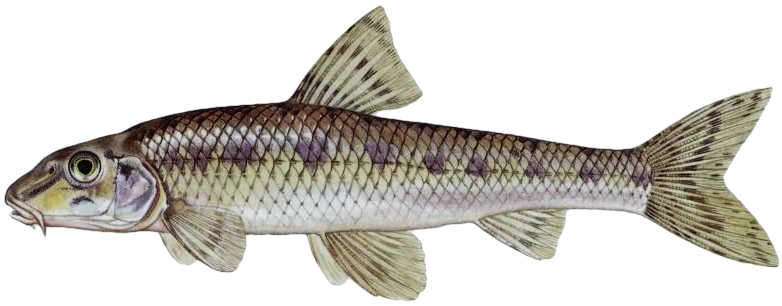 Hrouzek obecný