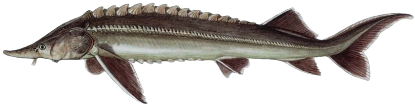 Jeseter malý