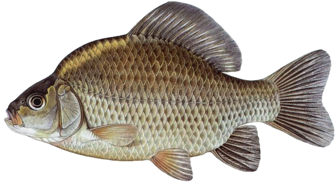 Karas obecný