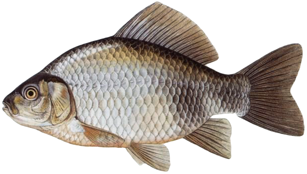 Karas stříbřitý