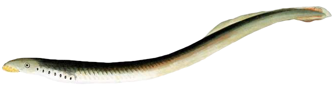 Mihule potoční