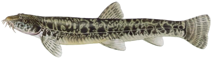 Mřenka mramorovaná