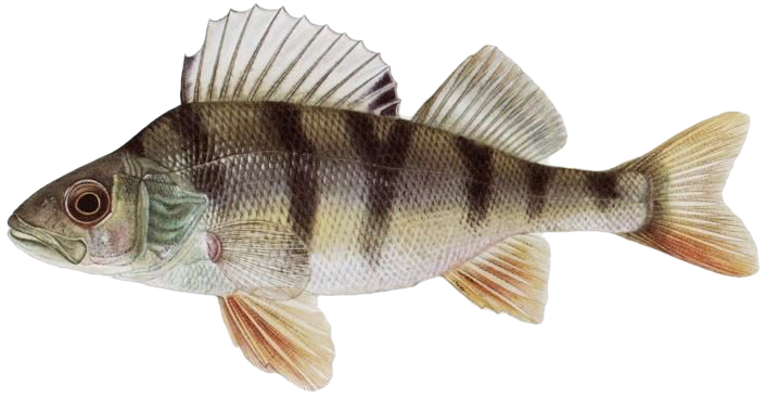 Okoun říční