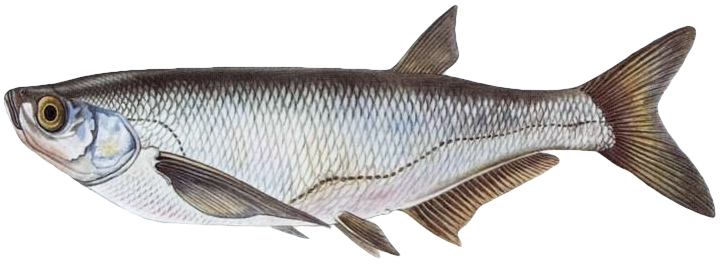 Ostrucha křivočará