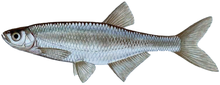 Ouklej obecná