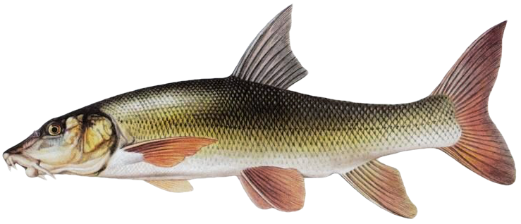 Parma obecná