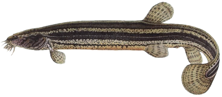 Piskoř pruhovaný