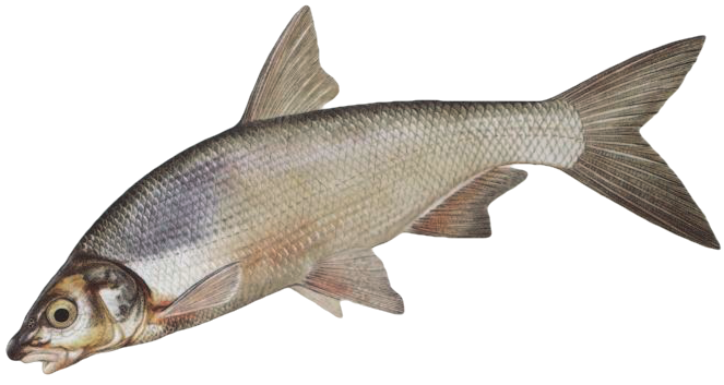 Podoustev říční