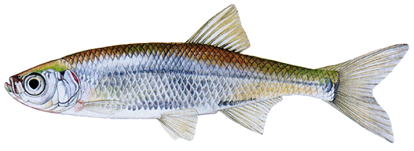 Slunka obecná