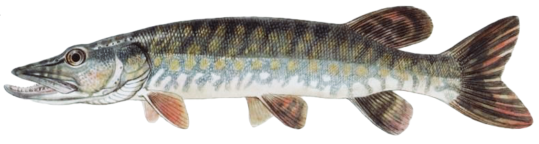 Štika obecná