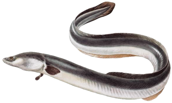 Úhoř říční