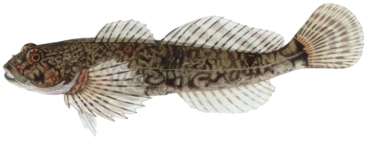 Vranka obecná