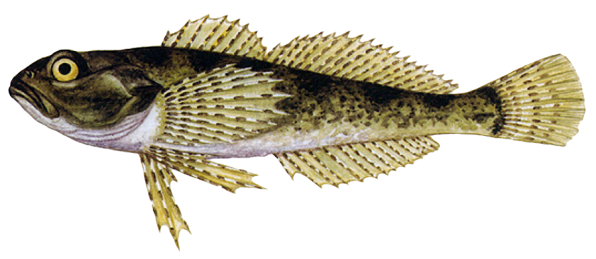 Vranka pruhoploutvá